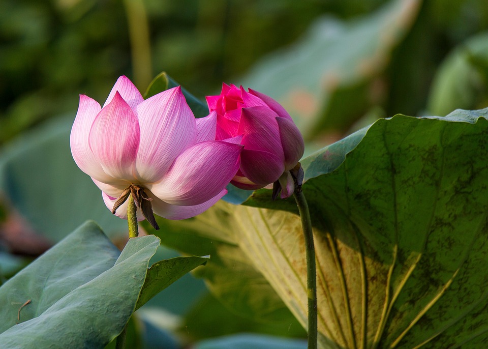 Lotuses Flowers Pink Lotus Free photo on Pixabay