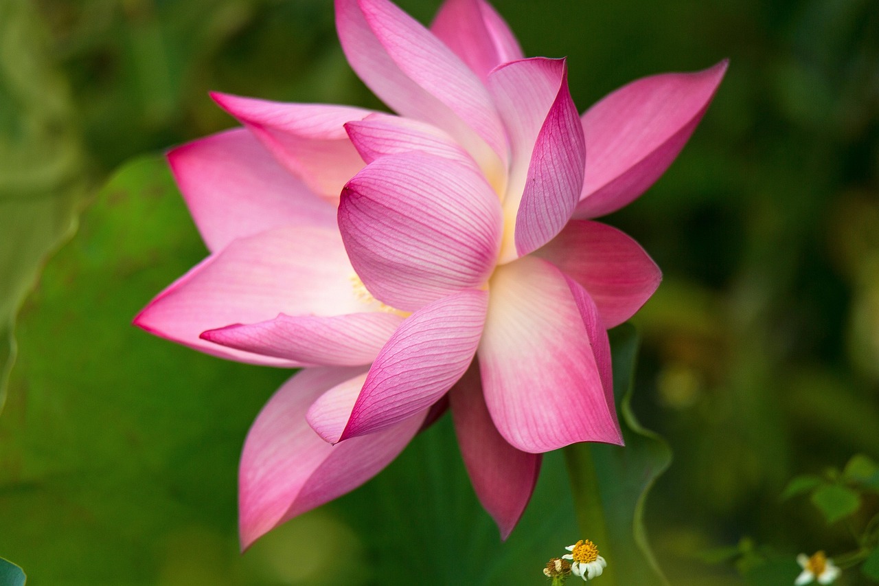 Lotus Blomma Rosa Gratis Foto P Pixabay Lotus Blomma Rosa Gratis Foto P Pixabay