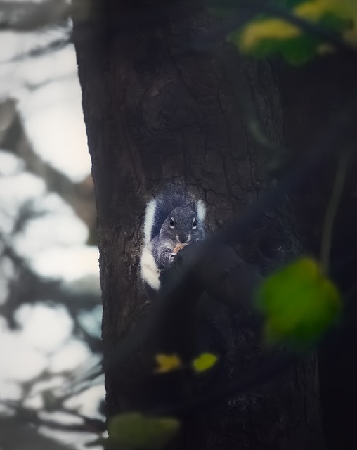 Free Cute Squirrel photo and picture