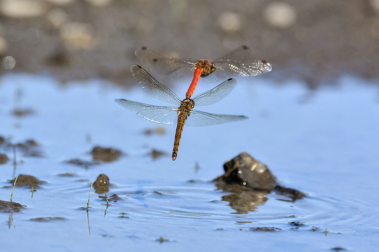 Dragonflies Insect Macro Free photo on Pixabay Pixabay