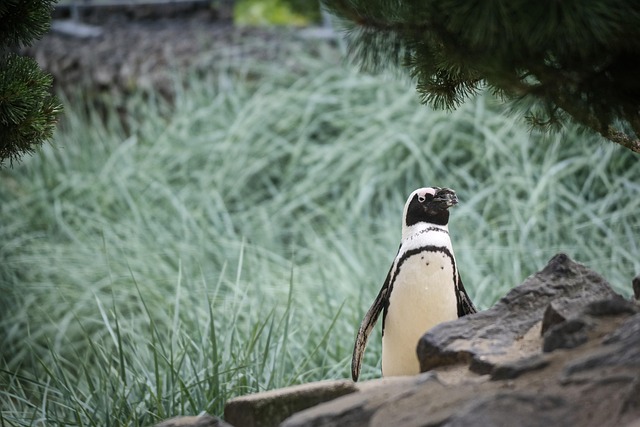 Free Penguin Bird photo and picture