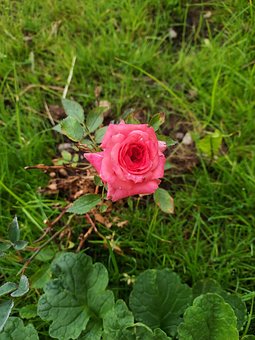 Rosa Rose, Blomster, Roser, Natur