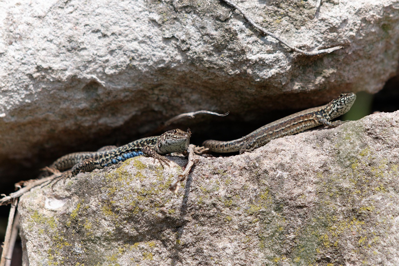 Lizards Rocks Common Wall Lizard Free photo on Pixabay