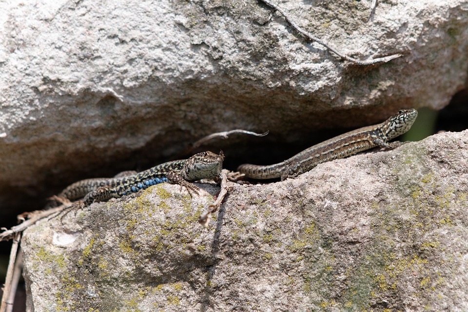 Lizards Rocks Common Wall Lizard Free photo on Pixabay