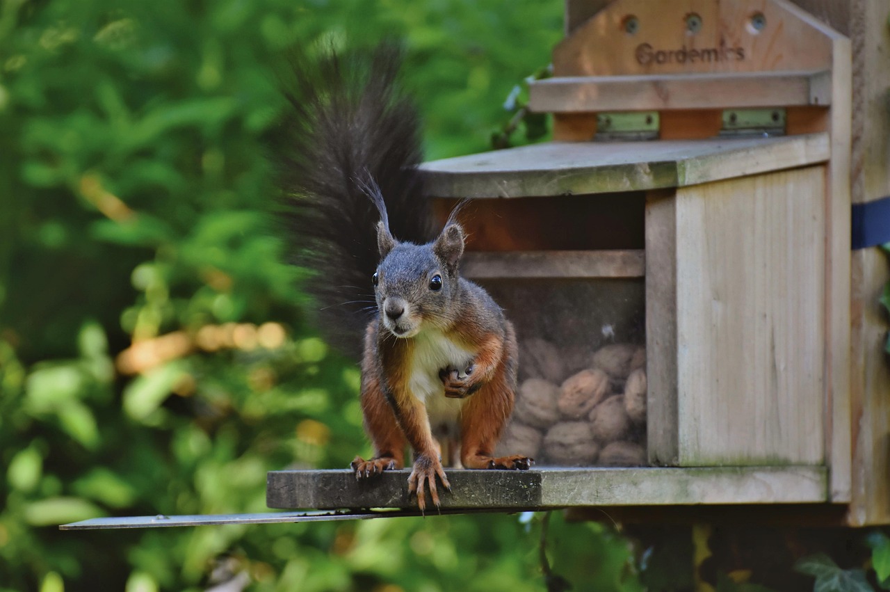 https://cdn.pixabay.com/photo/2021/06/22/14/49/squirrel-6356381_1280.jpg