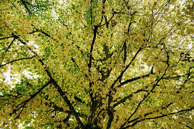Baum, Blätter, Geäst, Laub, Natur