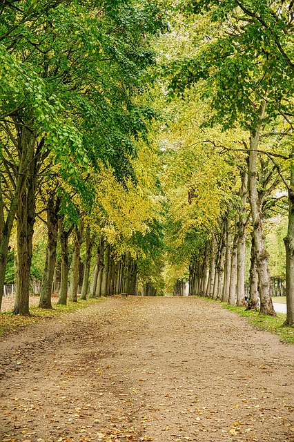 Versailles, Park, Allee, Bäume, Straße