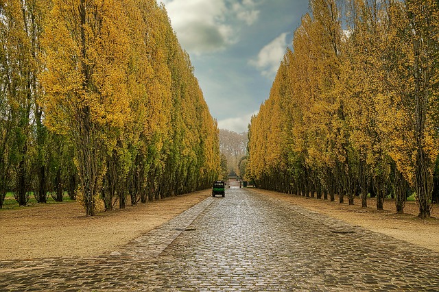 Park, Bäume, Straße, Pfad, Natur, Herbst