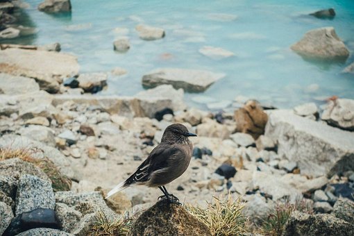 Free Black Billed Shrike Tyrant Bird photo and picture