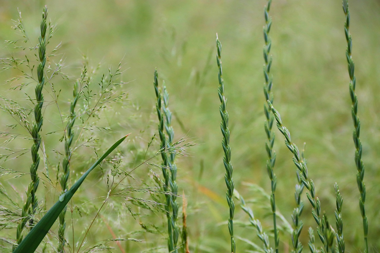 Grass Spike Meadow - Free photo on Pixabay