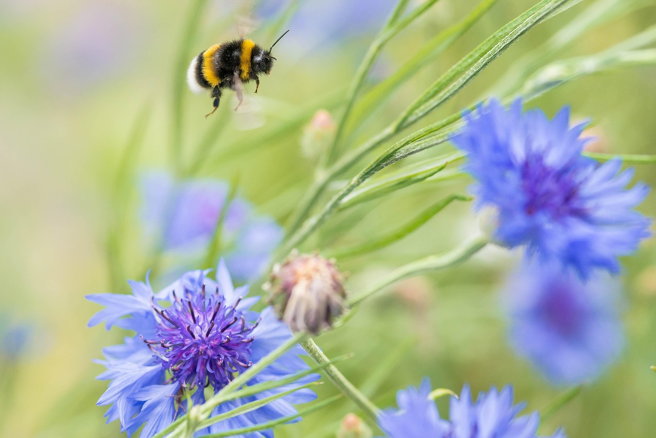 Albină Insectă Flori - Fotografie gratuită pe Pixabay - Pixabay