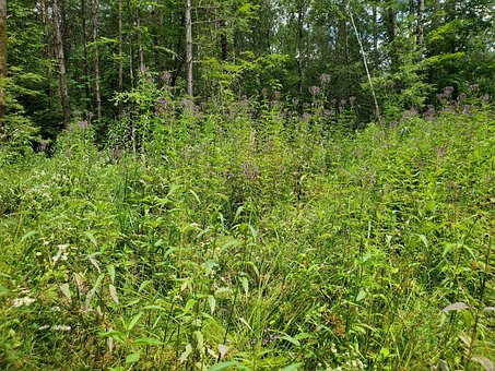 Natur, Grün, Pflanzen, Umgebung, Bäume