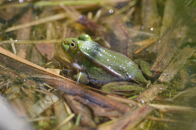 Free Frog Animal photo and picture