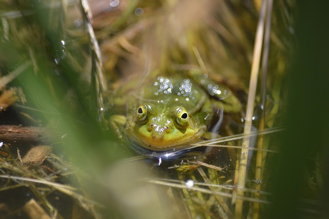 Free Frog Animal photo and picture