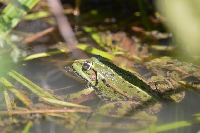 Free Frog Animal photo and picture