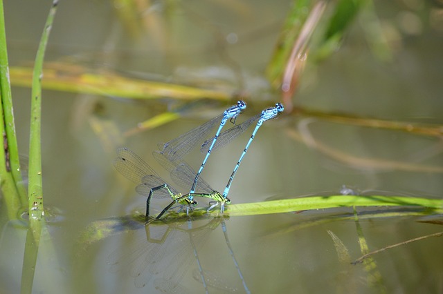 Free Dragonflies Insects photo and picture