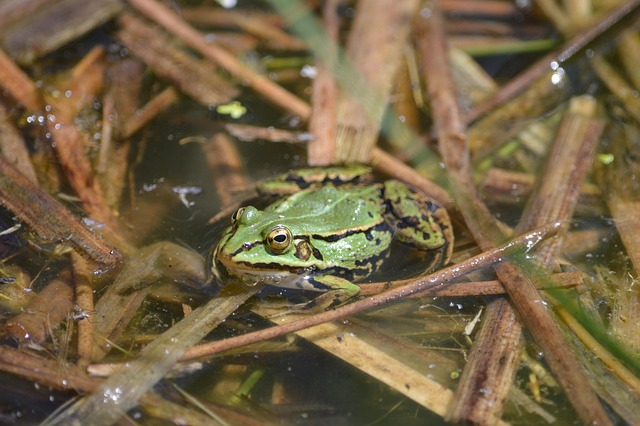 Free Frog Animal photo and picture