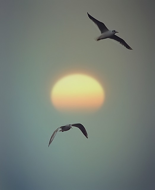 Free Sunset Birds photo and picture