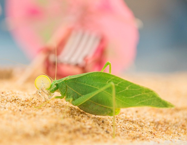 Praying Mantis, Insekt, Mantis, Grønn