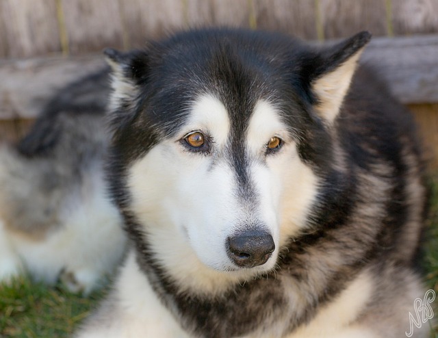 Hund, Dyr, Valp, Portrett, Kjæledyr