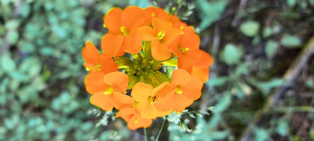 Free Wallflower Summer Flowers photo and picture