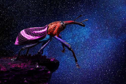 Free Weevil Space photo and picture