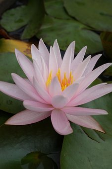 Lotus, Blomst, Lotusblomst, Plante