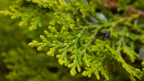 Free Planta Verde photo and picture