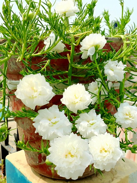 Mos-Rose, Portulaca Grandiflora