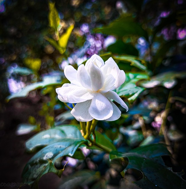 Jasmin, Blume, Weiße Blume