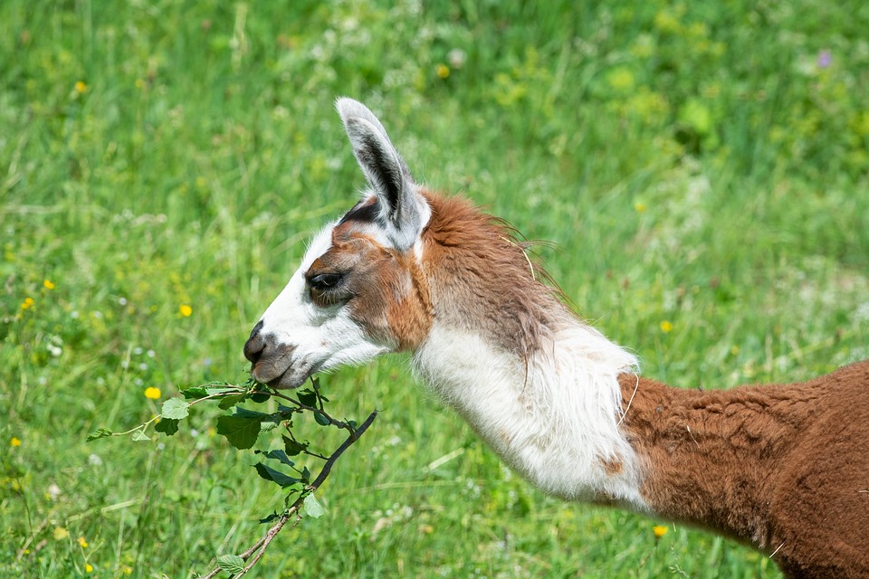 ラマ 動物 牧草地 - Pixabayの無料写真