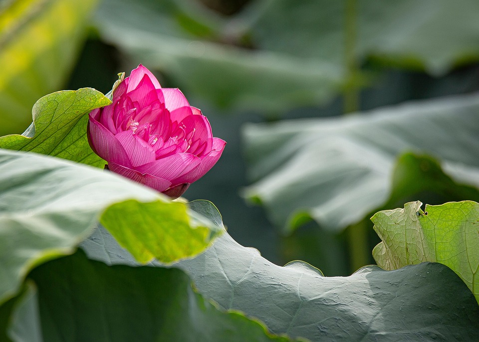 Lotus Fleur De - Photo gratuite sur Pixabay - Pixabay