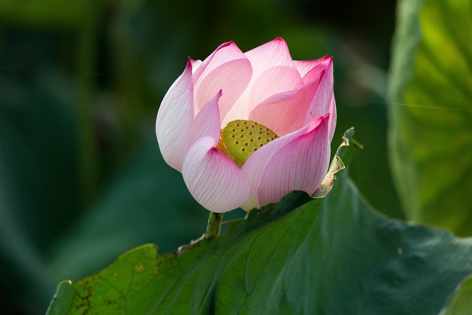 Lotus Fleur De - Photo gratuite sur Pixabay - Pixabay