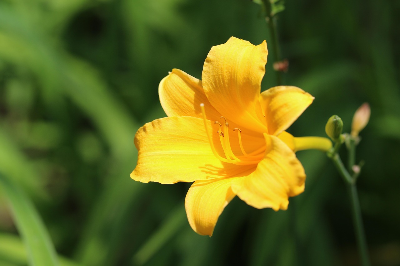 200+ Free Yellow Daylilies & Daylily Images - Pixabay