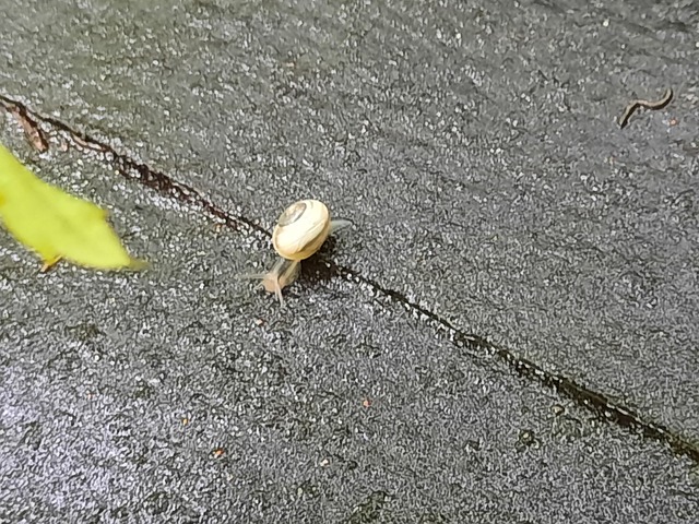 Snail Cochlea Shell - Free photo on Pixabay - Pixabay