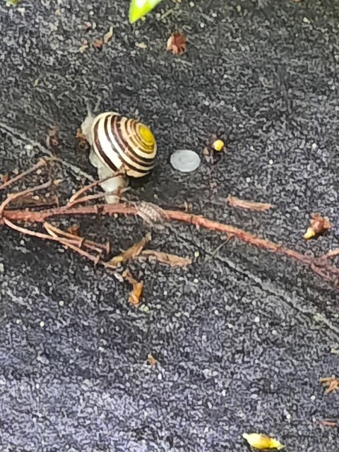 Snail Cochlea Shell - Free photo on Pixabay - Pixabay