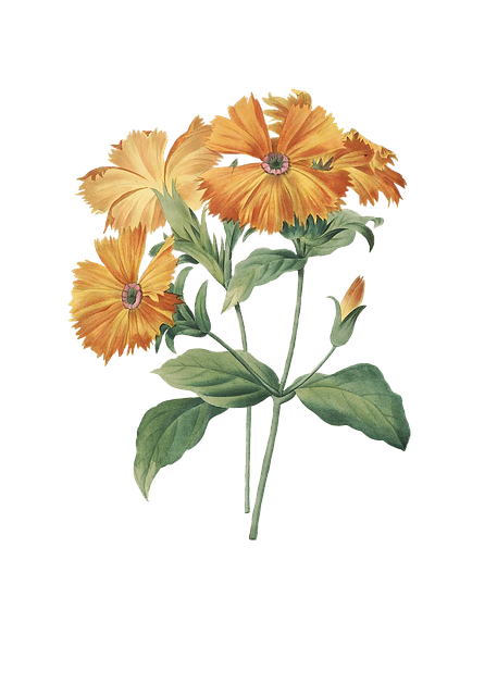 Download free HD stock image of Marigold Flowers Free marigold flowers plant illustration
