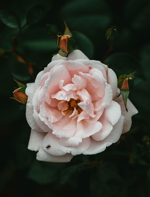 Rose, Blomst, Rosenblomst, Rosenknopper