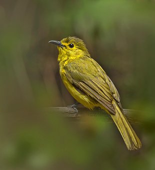 Detailed Bird That Can Be Fire-capped Or Yellow-browed Background Nature Detailed Bird That Can Be Fire-capped Or Yellow-browed Background Nature