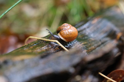 Free Snail Shell photo and picture