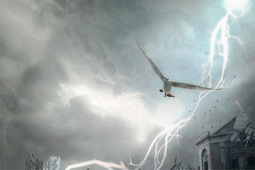 Free Seagull Storm illustration and picture