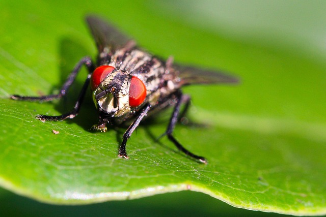 Free Fly Insect photo and picture