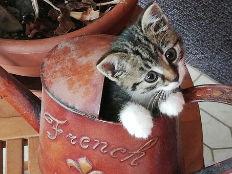 Katze, Jungtier, Katzenbaby, Kätzchen