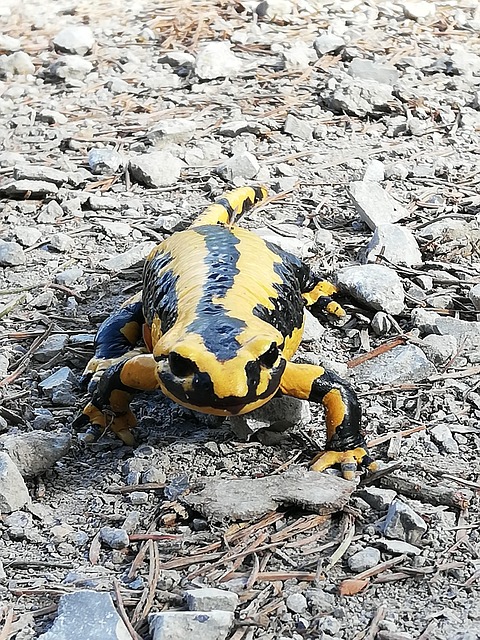Salamander, Wildtier, Echse, Natur