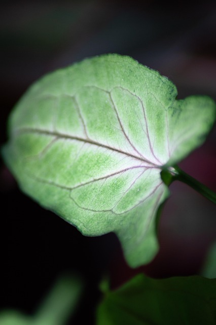 Free Leaf Veins photo and picture