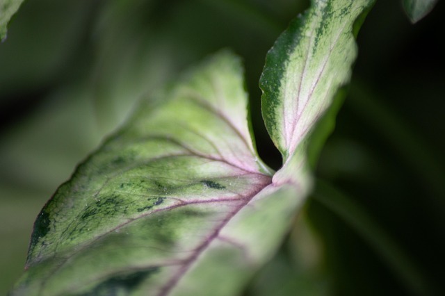 Free Leaf Veins photo and picture
