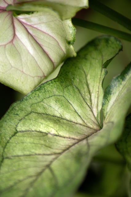 Free Leaves Green photo and picture