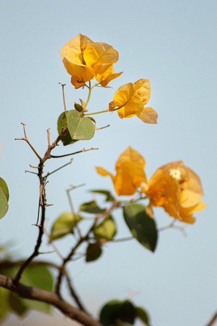 Free Yellow Flower photo and picture