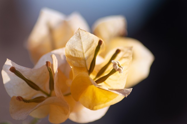 Free Yellow Flower Spring photo and picture