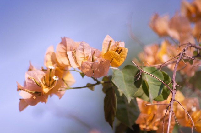 Free Yellow Flower Spring photo and picture